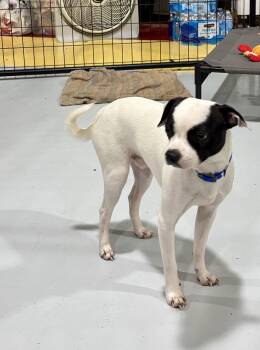 BANDIT -  Chihuahua Dog for Adoption in Owensboro, Kentucky - BANDIT | PetCurious