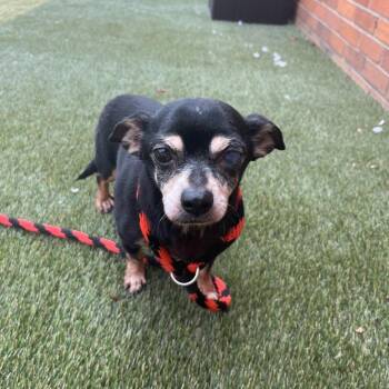 Chico -  Chihuahua Dog for Adoption in Philadelphia, Pennsylvania - Chico | PetCurious