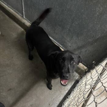 BAB -  Black Labrador Retriever Dog for Adoption in Carlin, Nevada - BAB | PetCurious