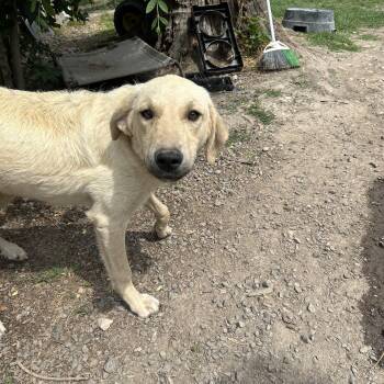 Yellow Labrador Retriever and Golden Retriever Dogs Available for Adoption in Pine Bluff, Arkansas - Bo | PetCurious