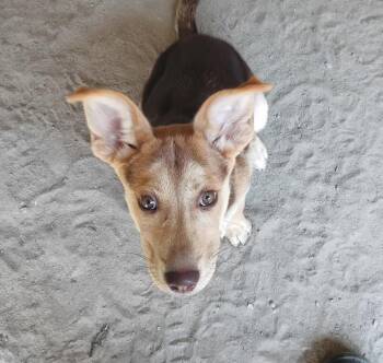 Rescue German Shepherd Dog Dogs for Adoption in Barnwell, South Carolina - Pony FCD#1061 | PetCurious