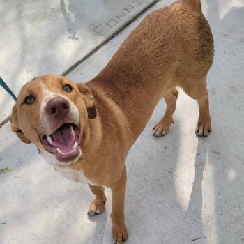 Labrador Retriever Dogs Available for Adoption - Carmelo  | PetCurious
