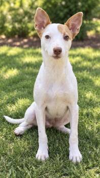 Porter -  Terrier Dog for Adoption in Hartwell, Georgia - Porter | PetCurious