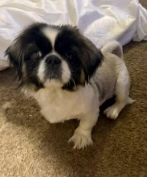 Rescue Pekingese Dogs for Adoption in Las Vegas, Nevada - Mistie | PetCurious