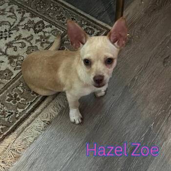 Dachshund and Chihuahua Dogs Available for Adoption in San Antonio, Texas - Hazel Zoe | PetCurious