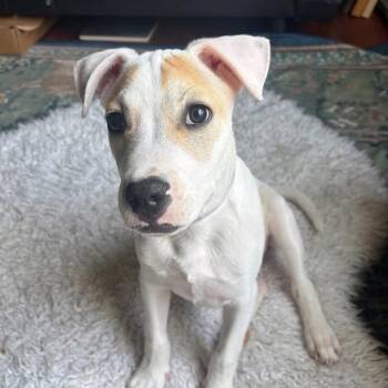 Mixed Breed Dogs Available for Adoption in Tomah, Wisconsin - Butter | PetCurious