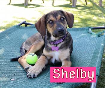Shelby -  Hound and Rhodesian Ridgeback Dog Available for Adoption in Fort Worth, Texas - Shelby | PetCurious