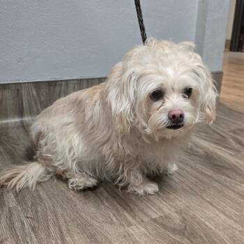 Shih Tzu and Poodle Dogs Available for Adoption - Chloe | PetCurious
