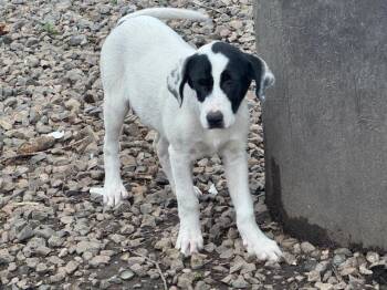 Labrador Retriever Dogs Available for Adoption in North Little Rock, Arkansas - Magnolia | PetCurious