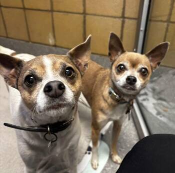 Chihuahua Dogs Available for Adoption in Plainfield, Illinois - Lance & Bailey Bonded Pair | PetCurious