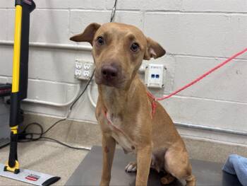 A233856 -  Black Mouth Cur and Mixed Breed Dog for Adoption in Grand Prairie, Texas - A233856 | PetCurious