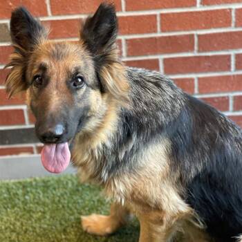 German Shepherd Dog Dogs Available for Adoption - PALOMA | PetCurious