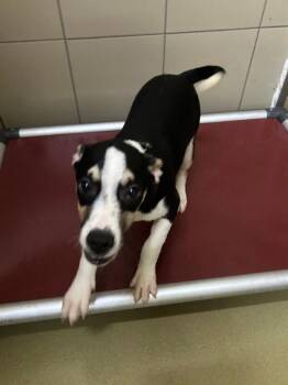 Pele -  Mixed Breed Dog for Adoption in Hobbs, New Mexico - Pele | PetCurious