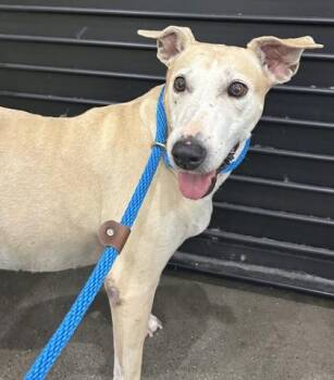 Raini (Rainy) -  Terrier and Mixed Breed Dog for Adoption in Honolulu, Hawaii - Raini (Rainy) | PetCurious