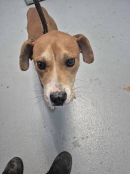 Pen 141 -  Labrador Retriever Dog for Adoption in Lawrenceville, Georgia - Pen 141 | PetCurious