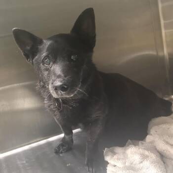 IVHS-Stray-143838 -  Shepherd and Mixed Breed Dog for Adoption in San Gabriel, California - IVHS-Stray-143838 | PetCurious