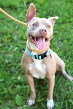 Circe -  Mixed Breed Dog for Adoption in Hamilton, Ohio - Circe | PetCurious