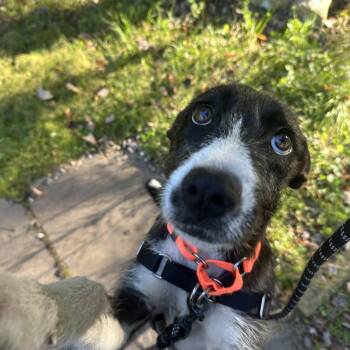 Kally -  Mixed Breed Dog for Adoption in Upper Township, New Jersey - Kally | PetCurious