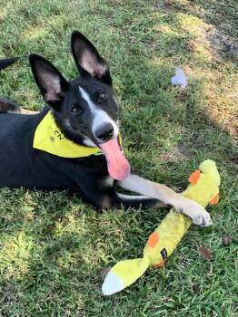Border Collie and Husky Dogs Available for Adoption - Champ | PetCurious