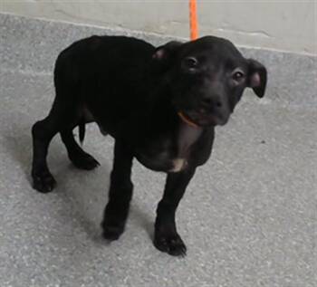 A185803 -  Pit Bull Terrier and Mixed Breed Dog for Adoption in Pasadena, Texas - A185803 | PetCurious