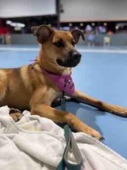 Rhaenyra -  Labrador Retriever Dog for Adoption in Pembroke, Massachusetts - Rhaenyra | PetCurious