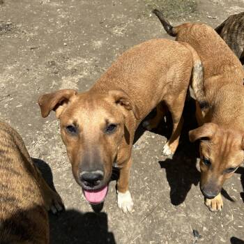 Vizsla Dogs Available for Adoption in Pine Bluff, Arkansas - Jermaine | PetCurious