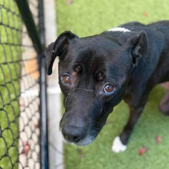 OSCAR MEYER -  Pit Bull Terrier Dog for Adoption in Greensboro, North Carolina - OSCAR MEYER | PetCurious