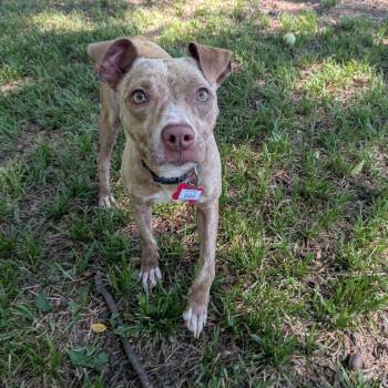 Cleo -  Pit Bull Terrier Dog for Adoption in Wake Forest, North Carolina - Cleo | PetCurious