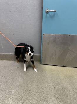 Australian Cattle Dog Blue Heeler and Mixed Breed Dogs Available for Adoption in Las Vegas, Nevada - SHELBY | PetCurious