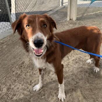 RED -  Border Collie and Mixed Breed Dog for Adoption in Thousand Palms, California - RED | PetCurious