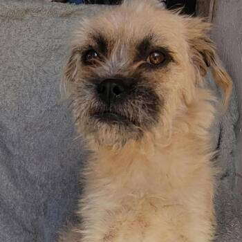 Terrier and Shih Tzu Dogs Available for Adoption - Carmela | PetCurious