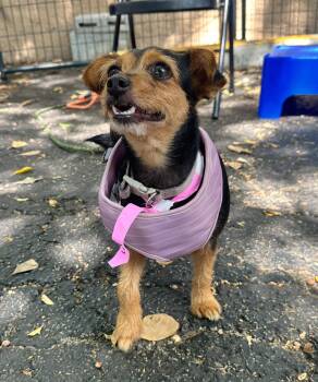 Dachshund and Yorkshire Terrier Dogs Available for Adoption in Margate, Florida - LADY | PetCurious