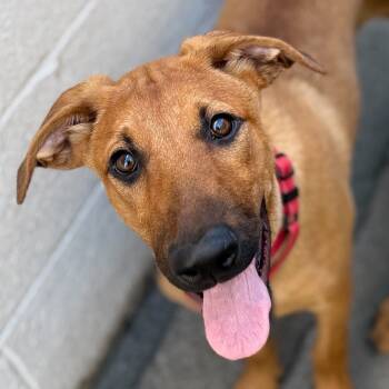 Rescue Shepherd and Mixed Breed Dogs for Adoption in San Francisco, California - Stella | PetCurious