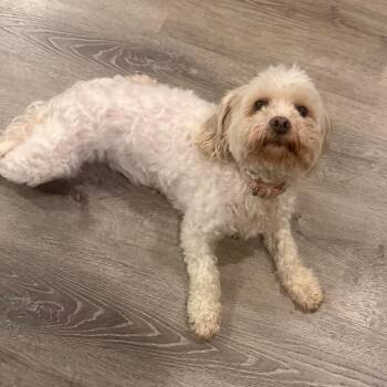 Maltese and Poodle Dogs Available for Adoption in South Elgin, Illinois - London - Home To Home | PetCurious