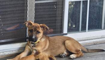 TRINA -  Shepherd Dog for Adoption in Broomfield, Colorado - TRINA | PetCurious