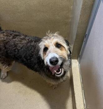 Mixed Breed Dogs Available for Adoption in Longmont, Colorado - Lammy | PetCurious