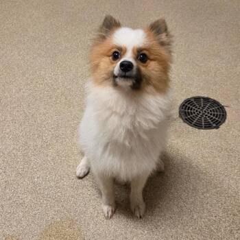 Hammy -  Pomeranian Dog for Adoption in Bristol, Indiana - Hammy | PetCurious