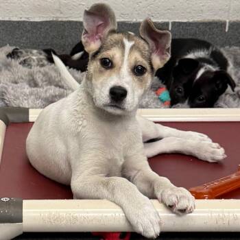 Cattle Dog and Mixed Breed Dogs Available for Adoption in Pittsburgh, Pennsylvania - Bradshaw | PetCurious