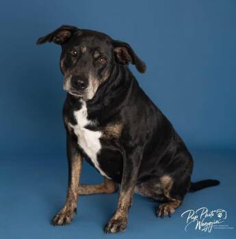 Mayberry -  Hound Dog for Adoption in Brainerd, Minnesota - Mayberry | PetCurious