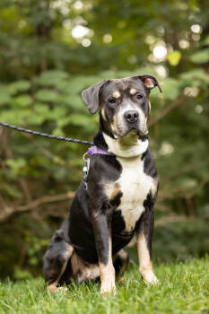 Rescue American Staffordshire Terrier Dogs for Adoption in Raleigh, North Carolina - Dinero | PetCurious