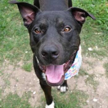 Moog --Courtesy Post. Out of town pet. See below for details-- -  Pit Bull Terrier Dog for Adoption in Eagle, Idaho - Moog --Courtesy Post. Out Of Town Pet. See Below For Details-- | PetCurious