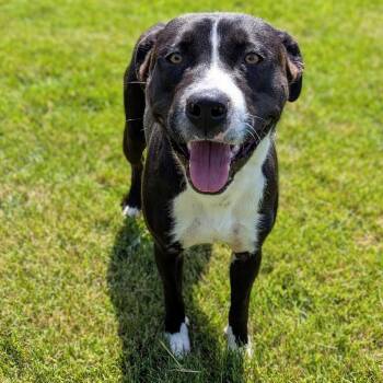 Jack -  Terrier Dog for Adoption in Mount Carmel, Illinois - Jack | PetCurious