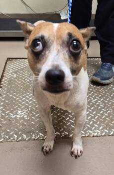 Duke -  Jack Russell Terrier Dog for Adoption in Christiansburg, Virginia - Duke | PetCurious
