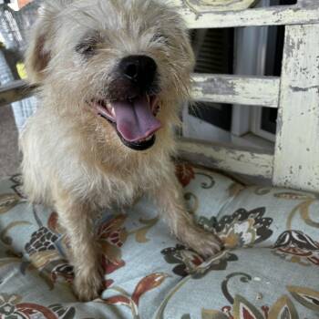 Toto -  Cairn Terrier and Norfolk Terrier Dog for Adoption - Toto | PetCurious