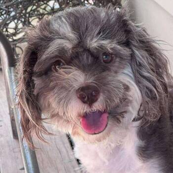 Rescue Shih Tzu Dogs for Adoption in Warren, Rhode Island - Tashi | PetCurious