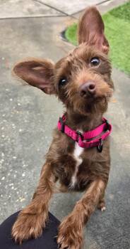 Kiara -  Chihuahua and Shih Tzu Dog for Adoption in Toronto, Ontario - Kiara | PetCurious
