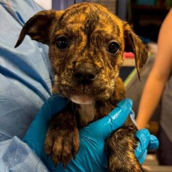Frozen Custard -  Mixed Breed Dog for Adoption in Cape Girardeau, Missouri - Frozen Custard | PetCurious