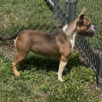 Ella -  English Bulldog and Mixed Breed Dog Available for Adoption in Pittsburg, Kansas - Ella | PetCurious