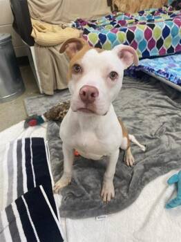 RUDY -  Pit Bull Terrier and Mixed Breed Dog for Adoption in Fort Wayne, Indiana - RUDY | PetCurious