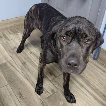 Rescue Cane Corso and Mixed Breed Dogs for Adoption in Henderson, Kentucky - Jenny | PetCurious